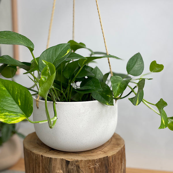 Devil's Ivy in Flo Hanging Pot White