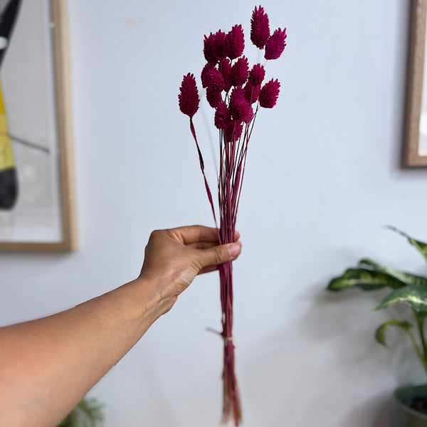 Dried Phalaris Cerise