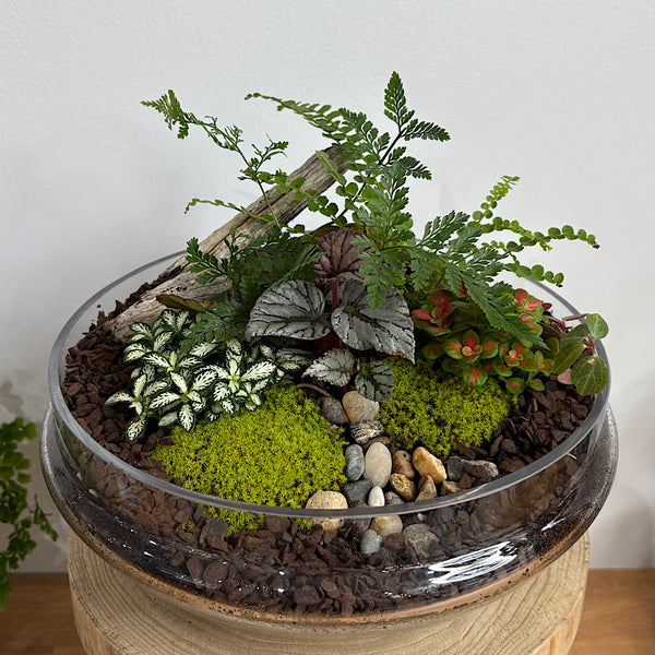 Large Luka Teardrop Dome Lush Terrarium #2509