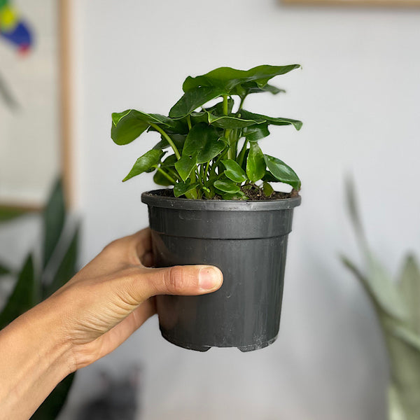 Philodendron Selloum Super Atom 120mm