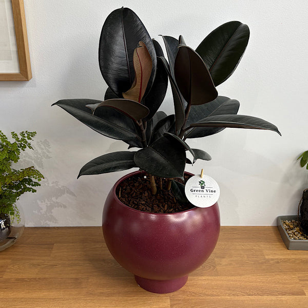 Burgundy Ficus in Large Orbit Ruby