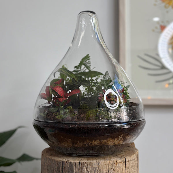 Large Luka Teardrop Dome Terrarium #0312