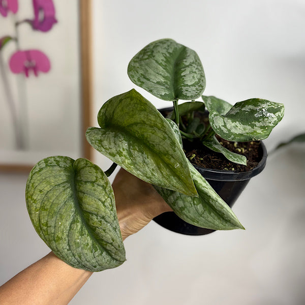 Scindapsus Exotica 155mm