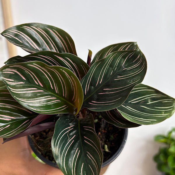 Calathea Ornata Pinstripe 100mm