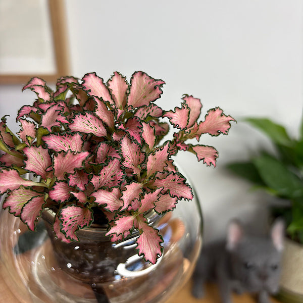 Fittonia Pink in Small Self Watering Glass Pot
