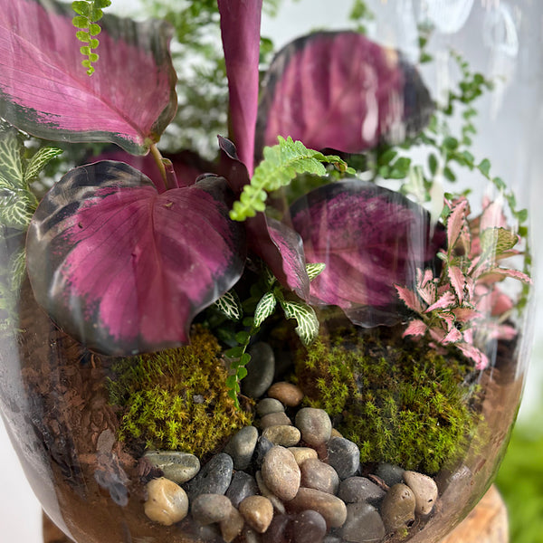 X-Large Globe Terrarium with Lush Forest #0802