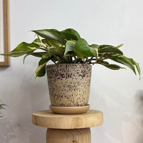 Philodendron Rio in Medium Gerti Speckle Pot Cookies and Cream