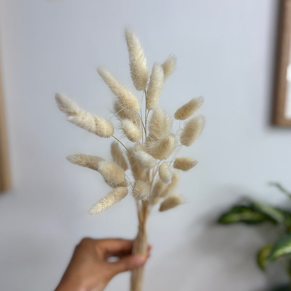 Preserved Bunny Tails