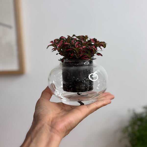 Fittonia in Small Self Watering Glass Pot