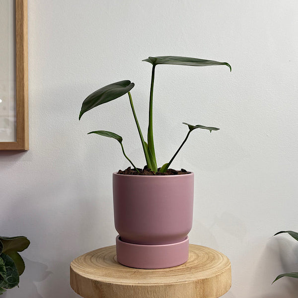 Monstera Deliciosa in Small Stockholm Pot Mallow
