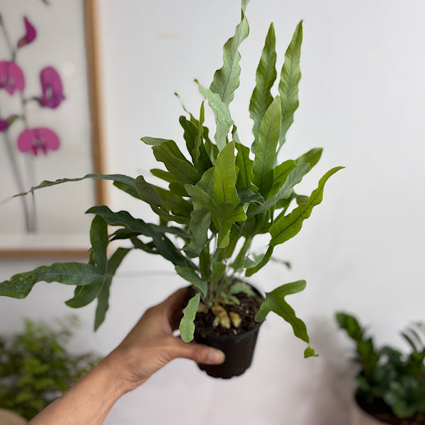 Phlebodium Blue Star Fern 100mm