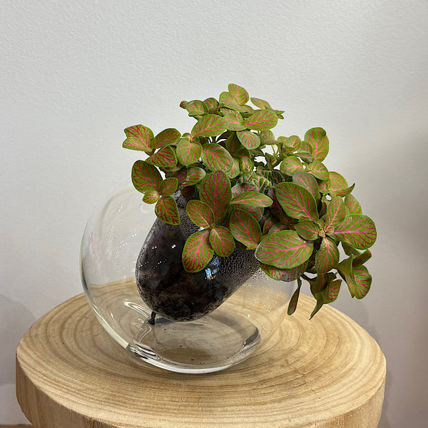 Fittonia Lime Green in Medium Tilted Self Watering Glass Pot