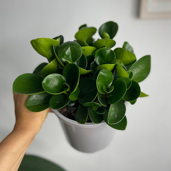Peperomia Obtusifolia 170mm
