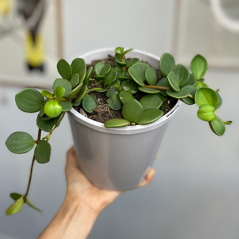 Peperomia Hope 170mm