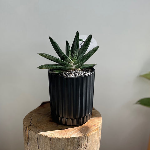 Gasteria in Small Athens Pot Black