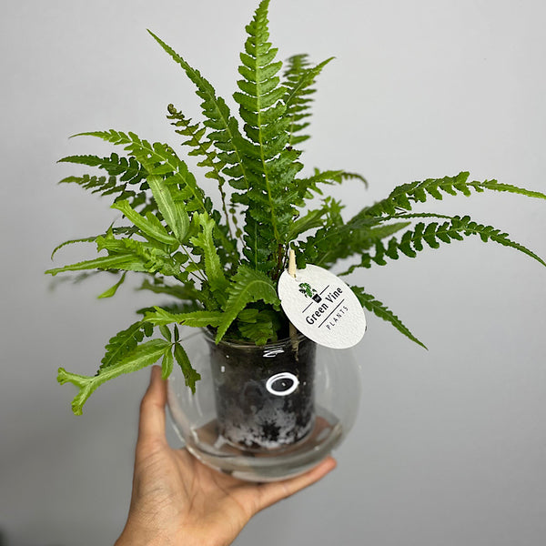 Fern in Medium Self Watering Glass Pot