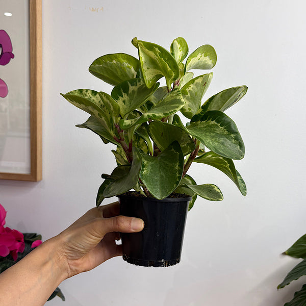 Peperomia Obtusifolia Green and Gold 100mm
