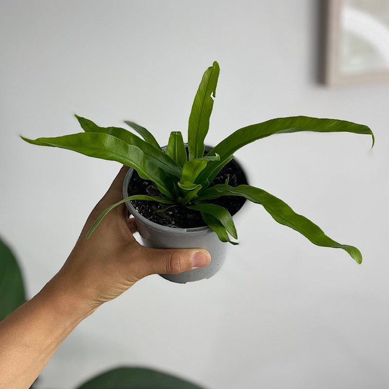 Asplenium Australascium Birds Nest Fern 105mm
