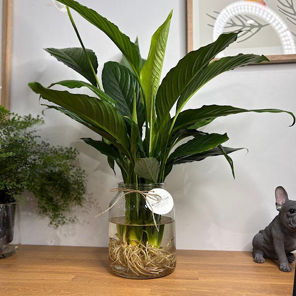 Large Peace Lily in Hydro Copenhagen Vase – The Green Vine Plants