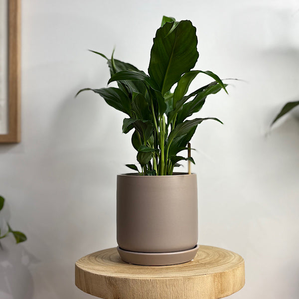 Peace Lily in Small Oslo Pot Fog