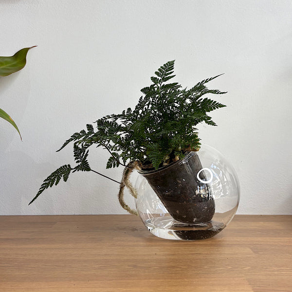 Rabbits Foot Fern in Medium Tilted Self Watering Glass Pot