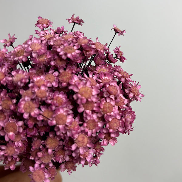 Preserved Spring Star Flowers Lavender