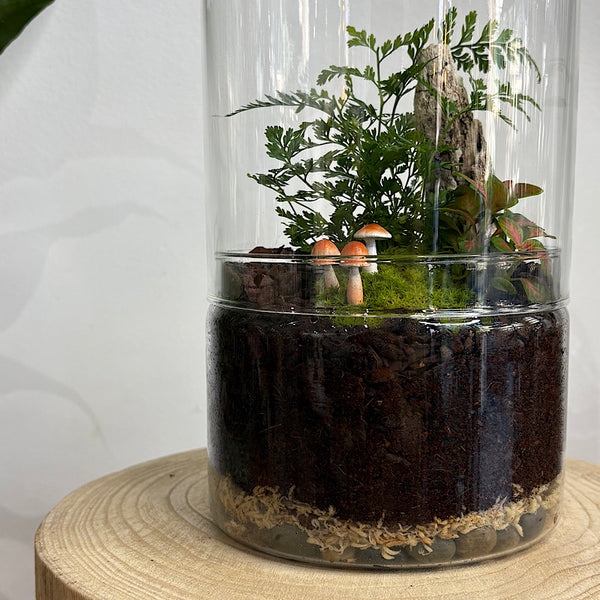 Capsule Dome Forrest Terrarium with Mushrooms