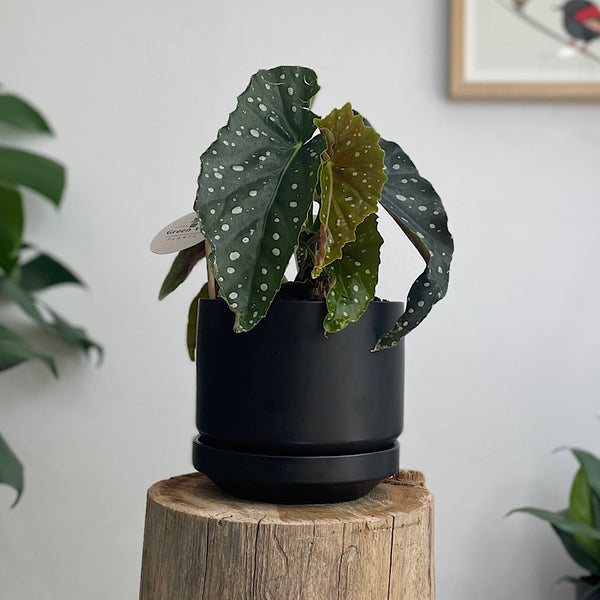 Begonia Maculata in Medium Zurich Pot Black