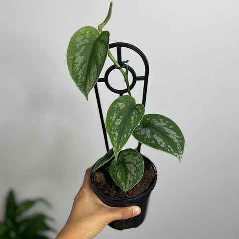 Scindapsus Pictus Silver Satin 130mm