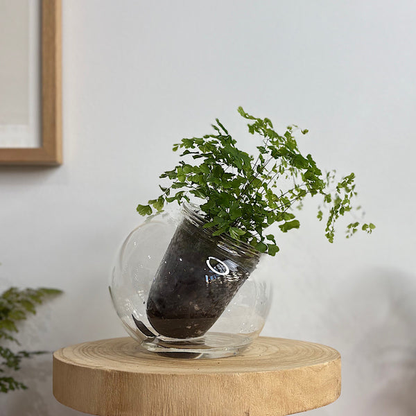 Variegated Maidenhair Fern in Tilted Self Watering Glass Pot