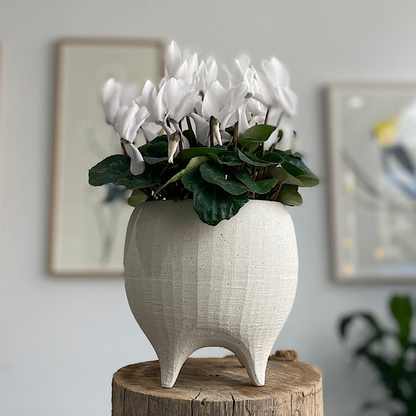 Cyclamen White in Alena Pot White