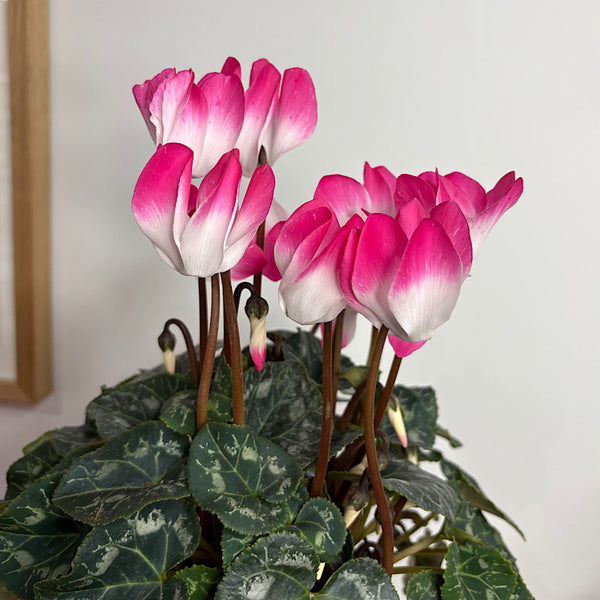 Cyclamen Indiaka in Large Glass Self Watering Pot