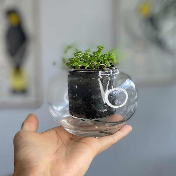 Babys Tears in Small Self Watering Glass Pot