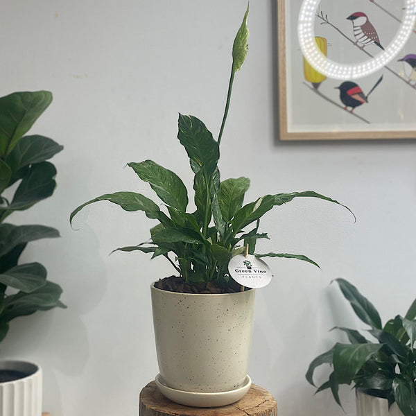 Domino Peace Lily in Medium Gerti Pot White