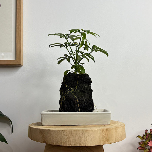 Schefflera Life on the Rocks in Parchment Pot