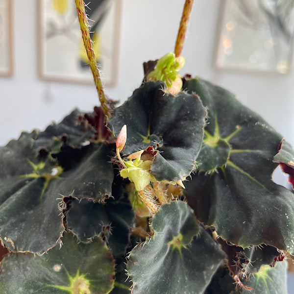 Begonia Rex Dark Mambo 100mm