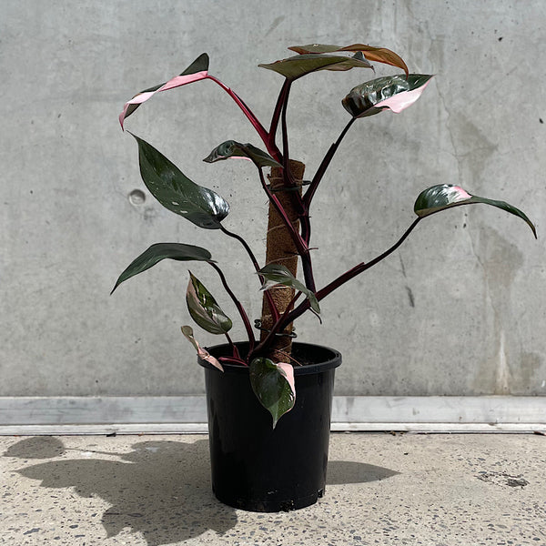 Philodendron Pink Princess 200mm Totem