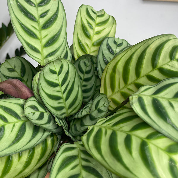 Ctenanthe Burle Marxii 130mm