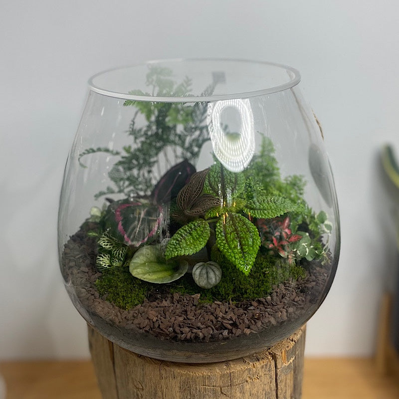 Lush Teardrop Terrarium #0422