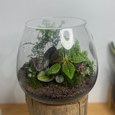 Lush Teardrop Terrarium #0422
