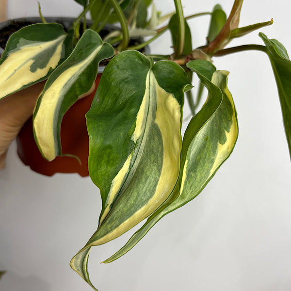 Philodendron Hederaceum Rio Cream Splash 130mm
