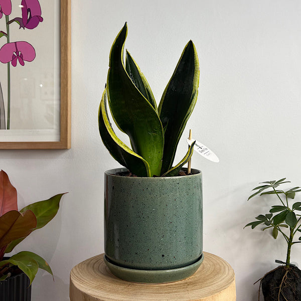 Sansevieria Snake Plant in Medium Oslo Pot Agave