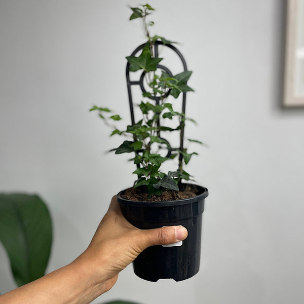 Hedera Helix Pittsburg Ivy 130mm