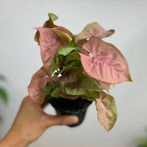 Syngonium Neon 90mm