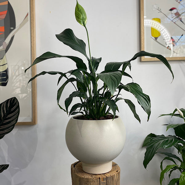 Peace Lily in Large Orbit Pot Oatmeal