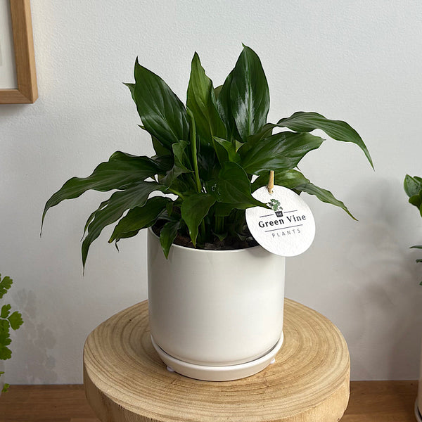 Peace Lily in Small Oslo Pot White