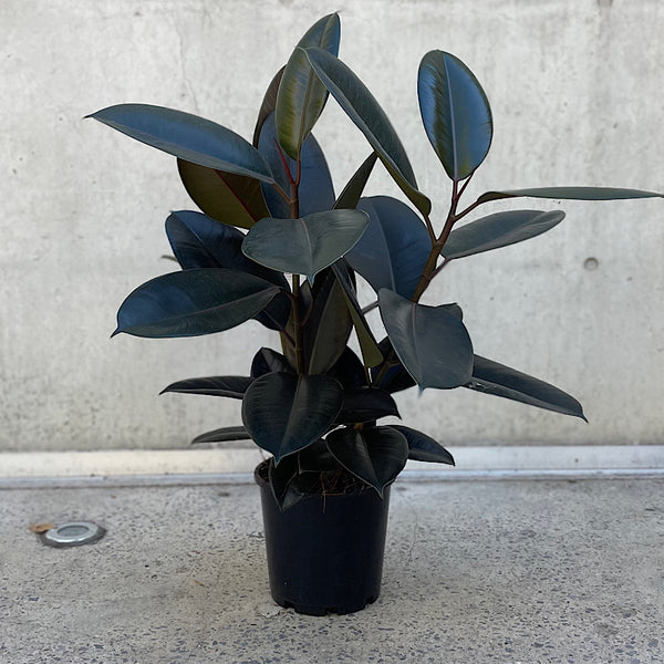 Ficus Elastica Burgundy Indian Rubber Tree 200mm