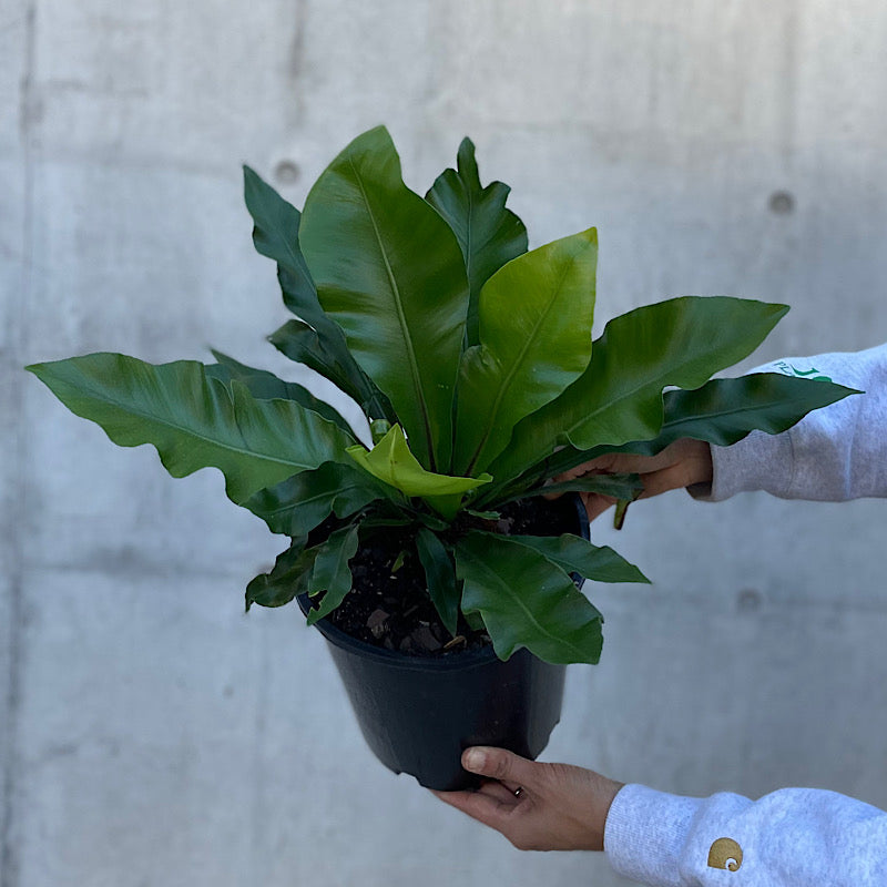 Asplenium Australasicum Birds Nest Fern 200mm