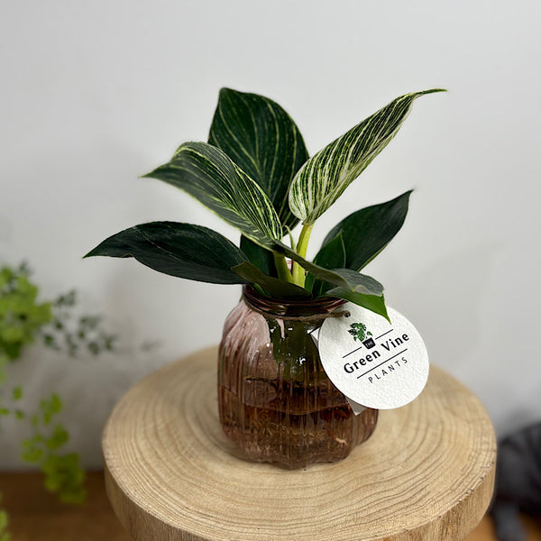 Hydro Philodendron Birkin in Barcelona Glass