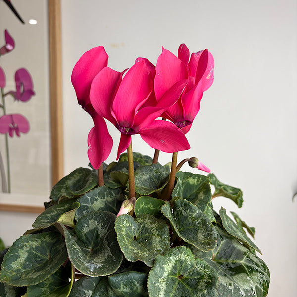 Cyclamen Neon Pink in Large Self Watering Glass Pot